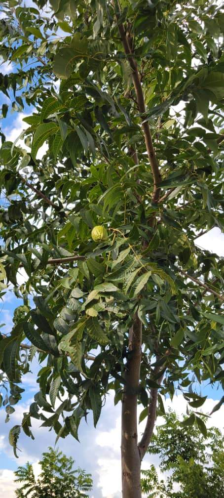 SilverStreetCap's tweet photo. Exciting to see that the pecan trees planted in the first phase orchards in 2019 at Silverlands Ranching are bearing their first crop! #foodsecurity #impactinvesting #investinagriculture #investinafrica #zimba #zambia https://t.co/fFSXKshnqU