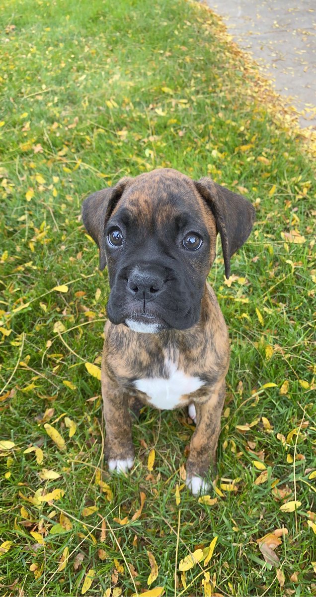 TopsStaffingLLC's tweet photo. Happy National Puppy Day!

#nationalpuppyday #puppy #dogsoftwitter https://t.co/DjrEKCg5xK
