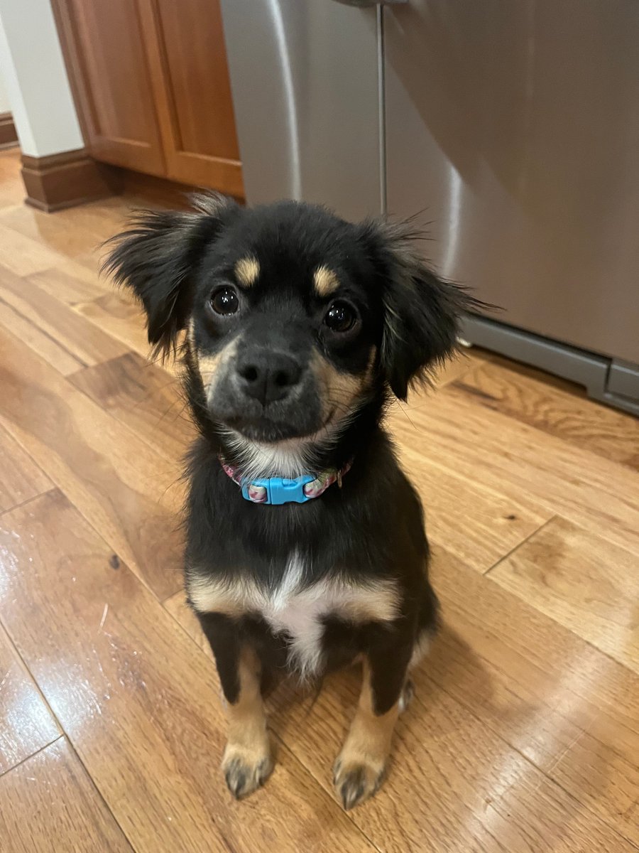 TopsStaffingLLC's tweet photo. Happy National Puppy Day!

#nationalpuppyday #puppy #dogsoftwitter https://t.co/DjrEKCg5xK