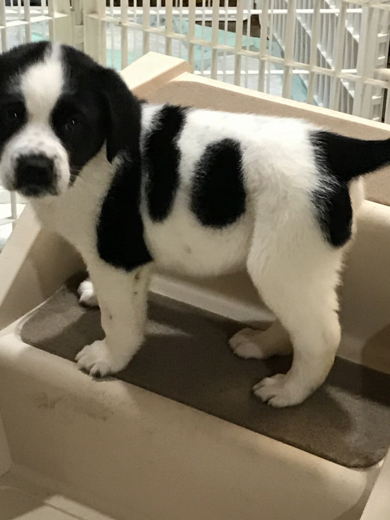 TopsStaffingLLC's tweet photo. Happy National Puppy Day!

#nationalpuppyday #puppy #dogsoftwitter https://t.co/DjrEKCg5xK