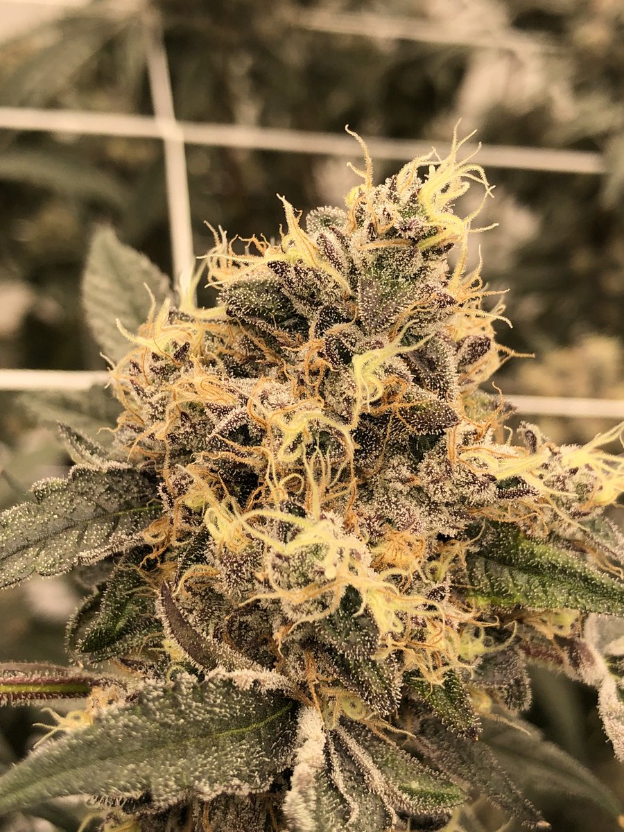 Mjgas50's tweet photo. Three beautiful and unique flowers. All of which have made it to the show, that’s what we call production. Left to right: pink-limeade; Venom1; Gelato Killer #floatgenetics #geneticlibrary #legacyfarmer #legacy #mjgas #cannabis #flower #socal #phenohunter #keepersoftheflame https://t.co/bSivr0ToVP