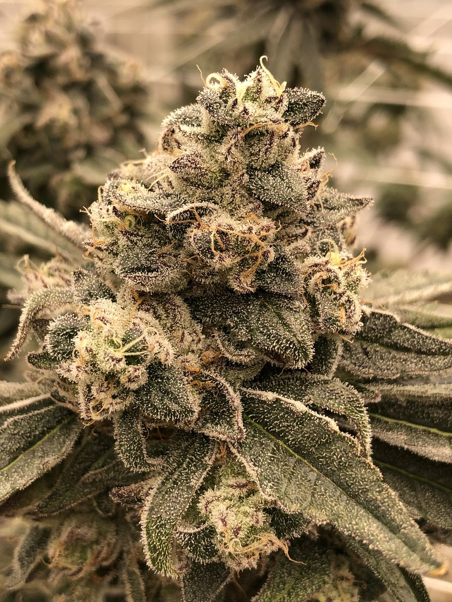 Mjgas50's tweet photo. Three beautiful and unique flowers. All of which have made it to the show, that’s what we call production. Left to right: pink-limeade; Venom1; Gelato Killer #floatgenetics #geneticlibrary #legacyfarmer #legacy #mjgas #cannabis #flower #socal #phenohunter #keepersoftheflame https://t.co/bSivr0ToVP