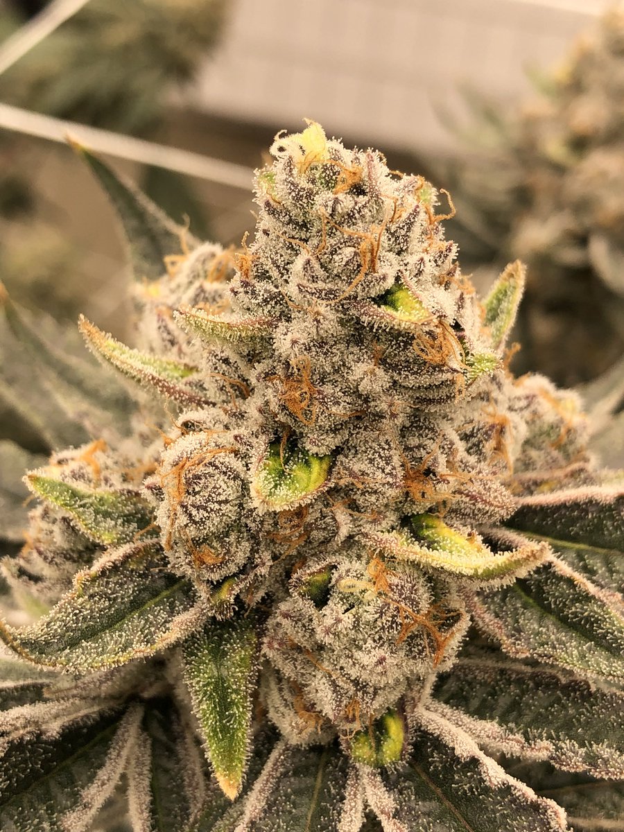 Mjgas50's tweet photo. Three beautiful and unique flowers. All of which have made it to the show, that’s what we call production. Left to right: pink-limeade; Venom1; Gelato Killer #floatgenetics #geneticlibrary #legacyfarmer #legacy #mjgas #cannabis #flower #socal #phenohunter #keepersoftheflame https://t.co/bSivr0ToVP