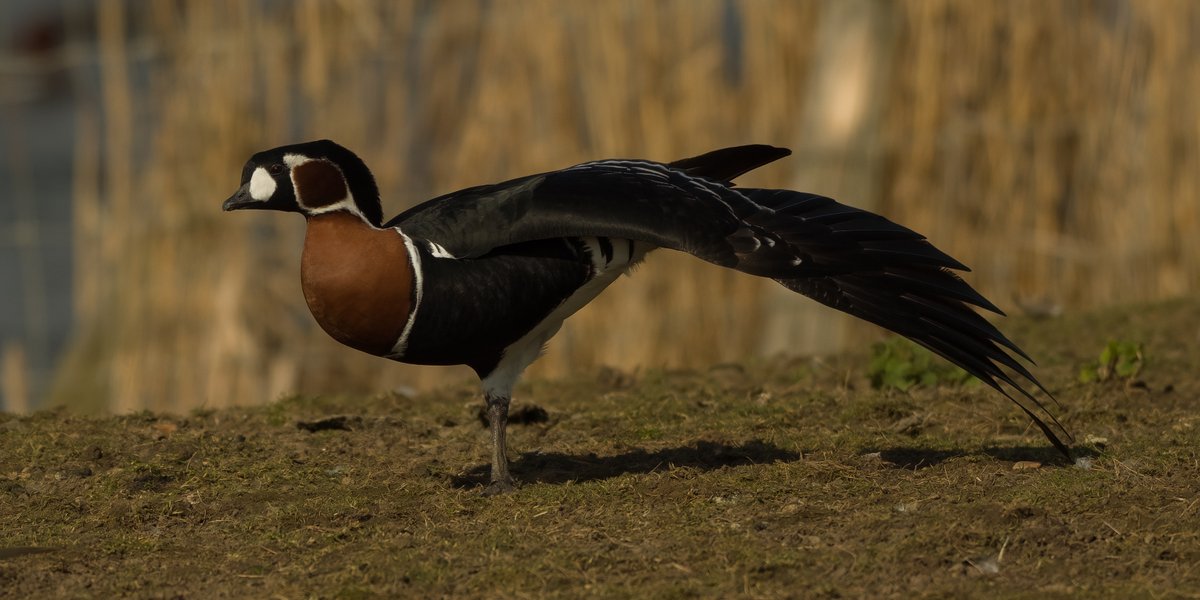 ChrisGPackham's tweet image. Champions of the Flyway are raising money for Birdlife International for Red-breasted Goose conservation in Bulgaria and Kazakhstan , focusing on illegal hunting , education and also satellite tagging some birds to identify key stop-off points on migration champions-of-the-flyway.com…