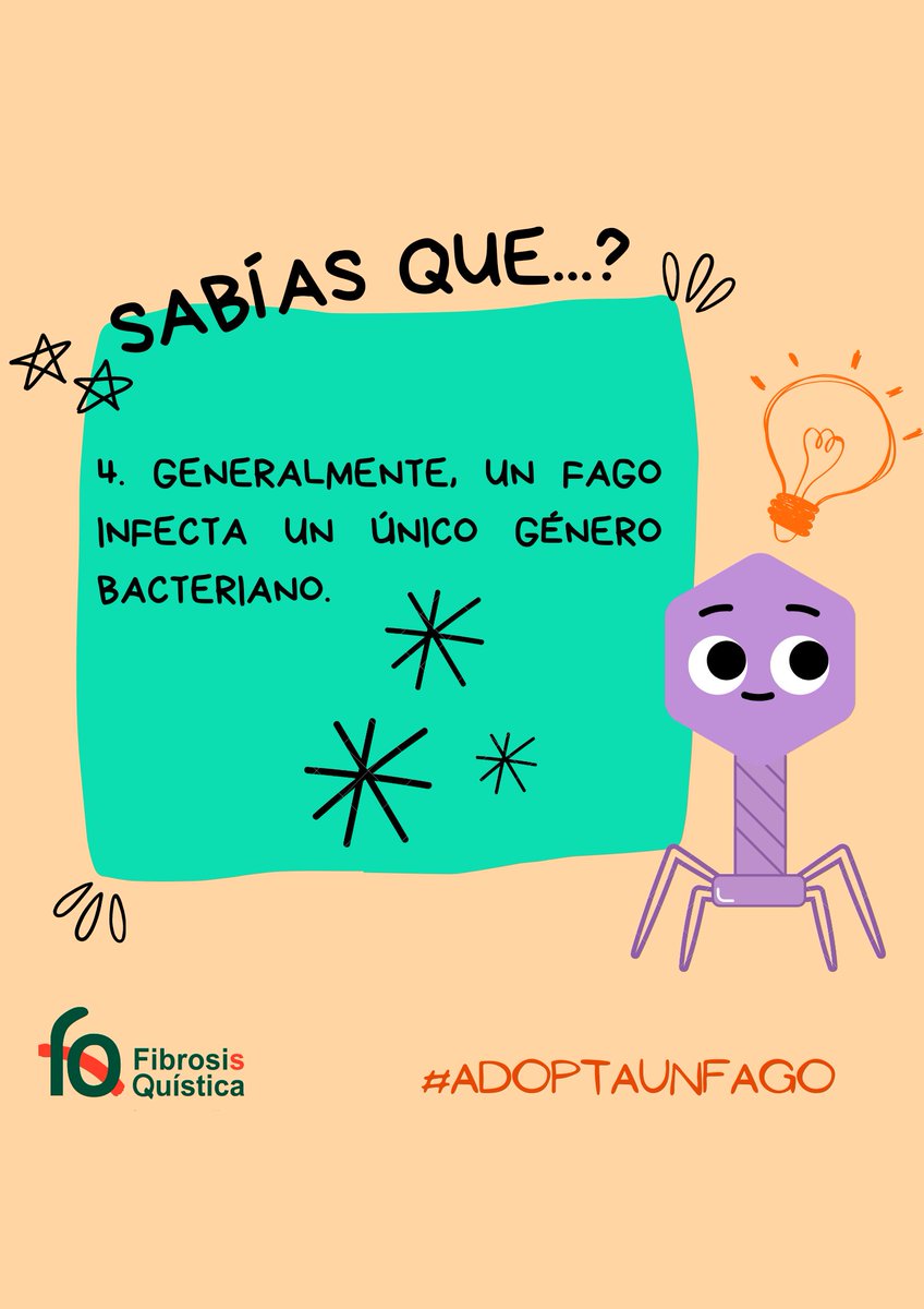 AdoptaUnFago's tweet photo. ¿Sabías que la Fagoterapia puede ser una alternativa eficaz a la antibioterapia para luchar contra las súper bacterias?
Cuando los antibióticos no son capaces de erradicar o controlar las bacterias resistentes, es necesario usar otras terapias, como la Fagoterapia. https://t.co/98yJqA3RfX