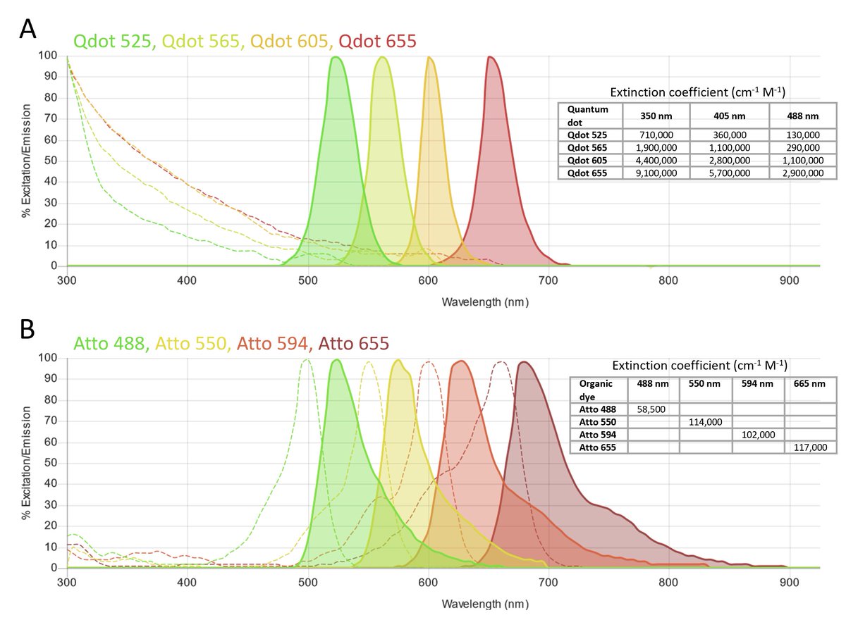 NanoLab_sns's tweet image. #QDots:
narrow spectra, #multicolorImaging with single excitation😀
BUT pay attention to their size❗️

Organic #dyes:
greater spectra overlap,multiple excitations for multicolor imaging❗️
however:smaller and minimally invasive😀
#fuorescenceMicroscopy
@FluoroFinder Spectra Viewer