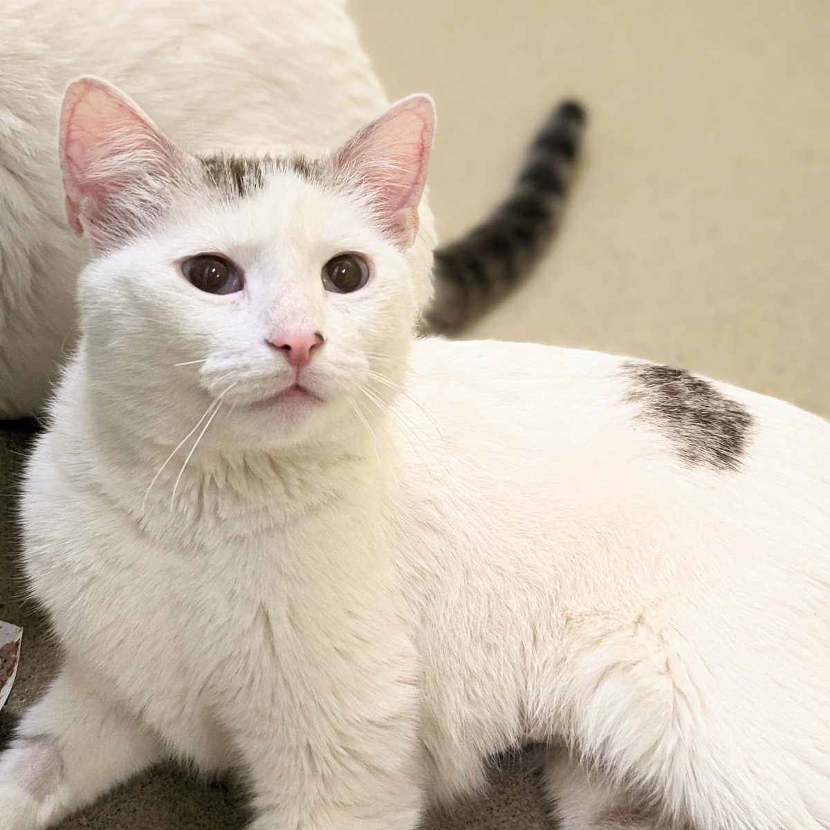 AlexAnimals's tweet photo. Batman & Robin, Tom & Jerry, Thelma & Louise, but have you heard about Habibi & Speedo?! Things are just better in pairs. Habibi & Speedo are a bonded dynamic duo who need to find a home together. They're the sweetest! #alexanimals #alexandriava #alexandriacats #novacats #dmvcats https://t.co/EPOvssIpfS