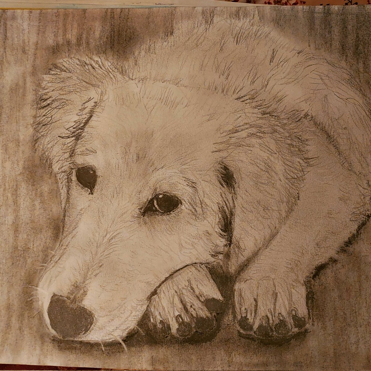 ADesaedeleer's tweet photo. @Acosta Puppies are just awesome and adorable. I started practice sketching them this week to lift my spirits and refocus for illustrating my book about a mouse, a fox, and an owl. https://t.co/OAZPwK5Be6