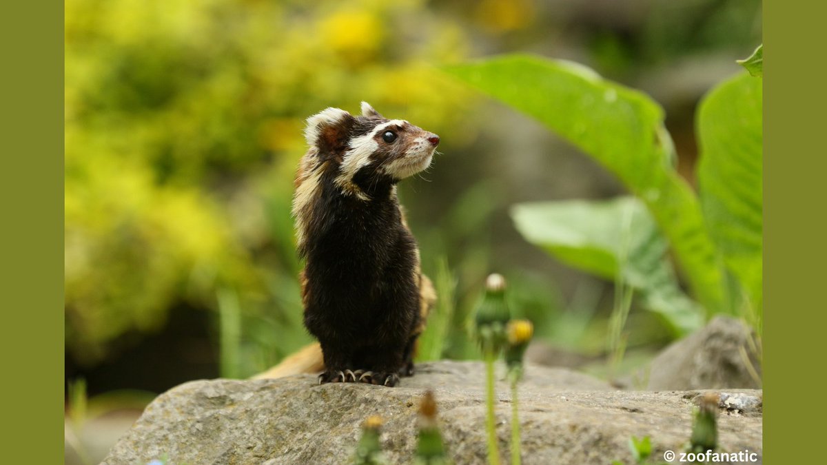 🚨 Excited to finally publish our paper on the marbled polecat aka the funkiest mustelid in the world. Read the paper: rb.gy/fiutug - DM for a copy🐾