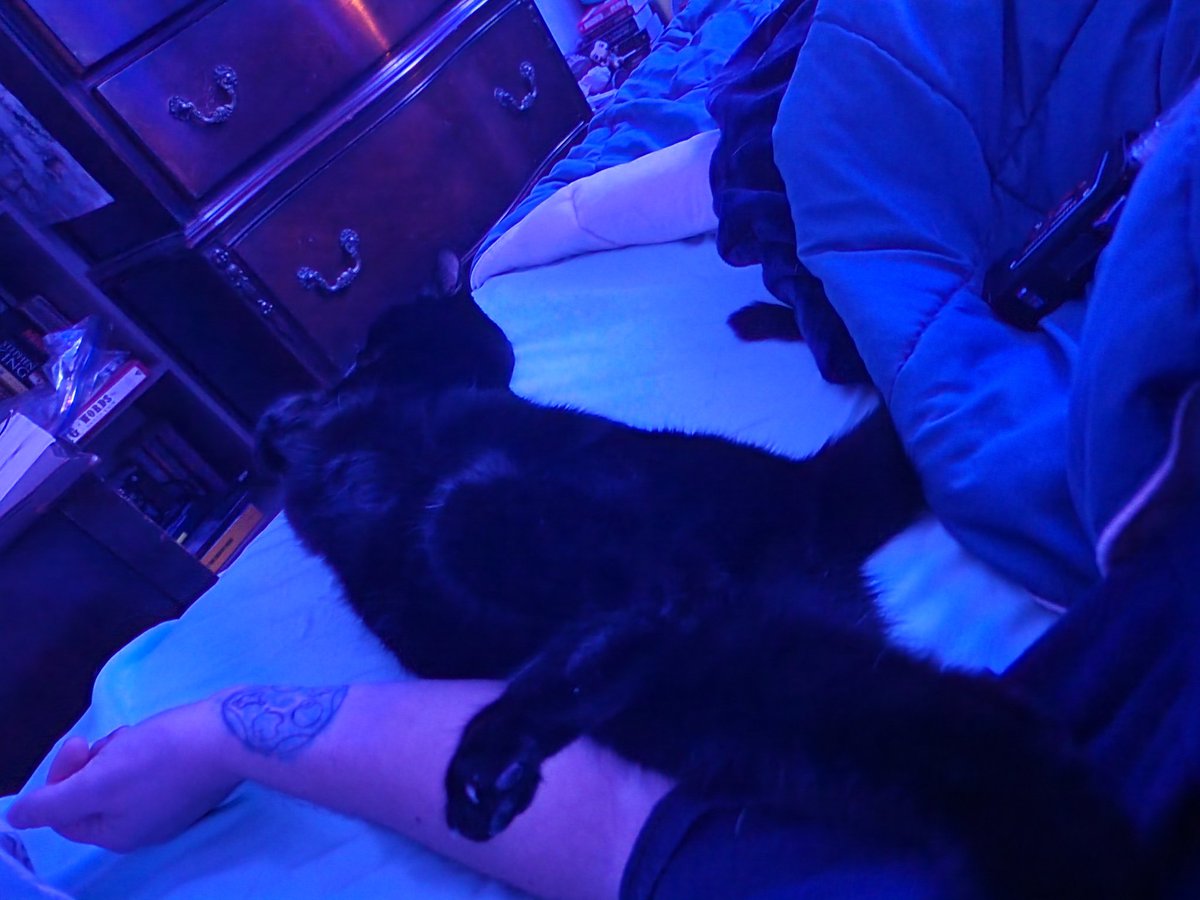 ScrimpingFish's tweet photo. @feederofcats Me trying to keep this one out of my face bc I have covid. https://t.co/NVOreZFWyF