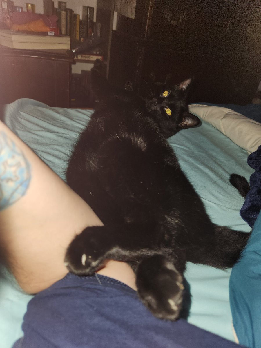 ScrimpingFish's tweet photo. @feederofcats Me trying to keep this one out of my face bc I have covid. https://t.co/NVOreZFWyF