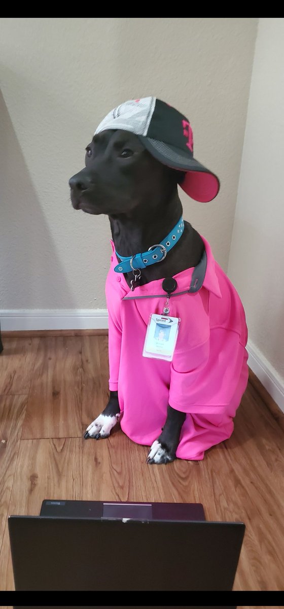 KevanWhite3's tweet photo. Its #NationalPuppyDay πΆ #TMobilePets https://t.co/OxgDEhxguw