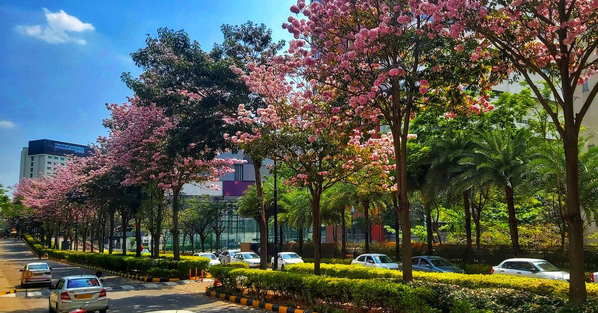 hari_coolguy's tweet photo. Spring is here.. 
#Bengaluru #blossoms #trumpet #PinkBangalore #Flowers #FLOWER #cherryblossom #Spring #SpringBreak #India #IncredibleIndia #picoftheday #mobilephotography #photo #NaturePhotography #NatureBeauty #naturelovers https://t.co/vkJZz7kkdc