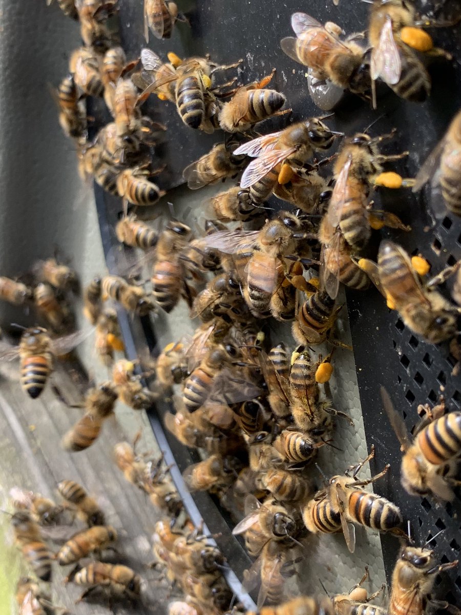 Paynes Bee Farm Ltd tweet media