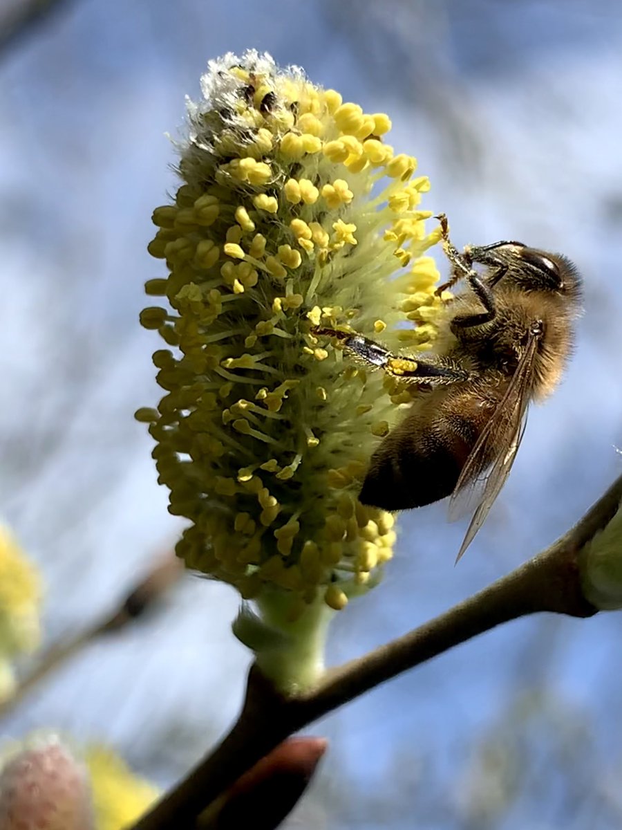 Paynes Bee Farm Ltd tweet media