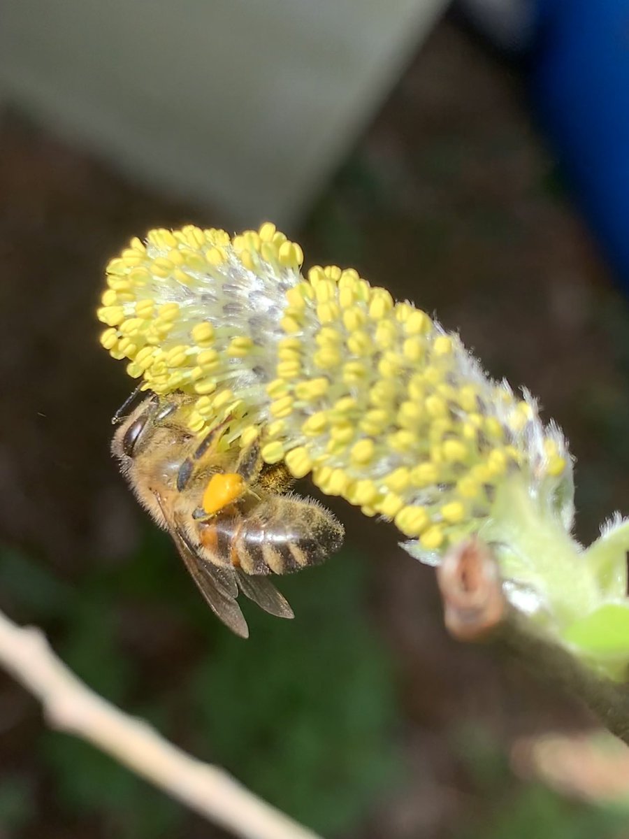 Paynes Bee Farm Ltd tweet media