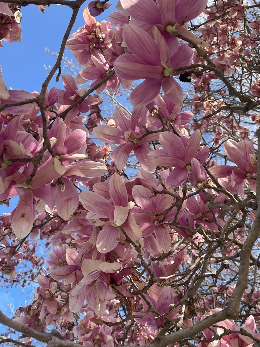 Clinic week, cherry blossom season, allergies haven’t kicked in yet, and Vance Joy this weekend before diving back into wards #fillingmycup #GWIMRes