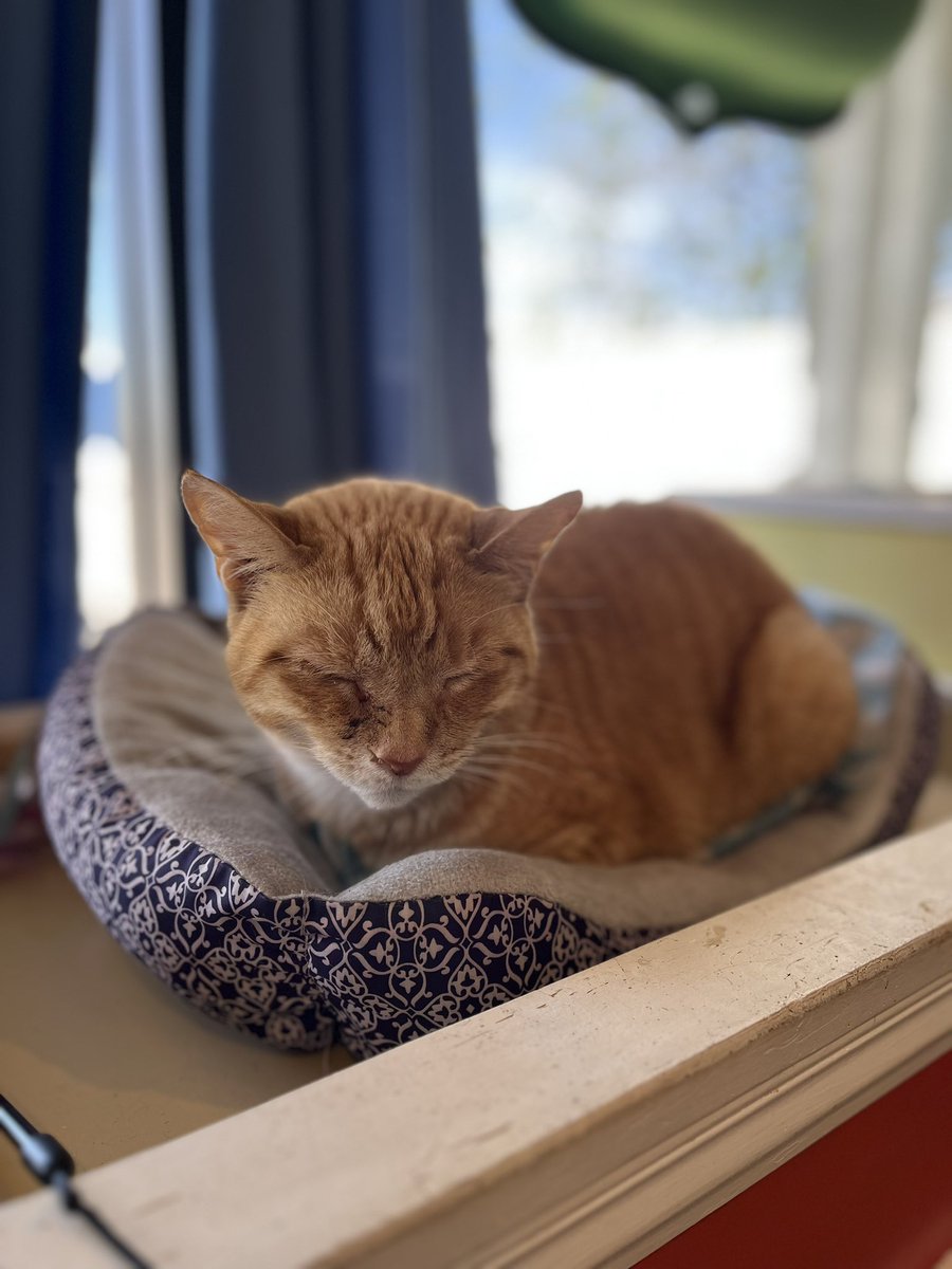 Today we’re open from 10AM-6PM, come see the sleepy kitties!!
I truly believe if you entice them enough with pets they’ll wake up to tell you hello 🐱 👋 #wittywhiskercatcafe #wittywhisker #catcafe #felinecanopyofcare #rescuecats #sleepycats #adoptable #adoptacat