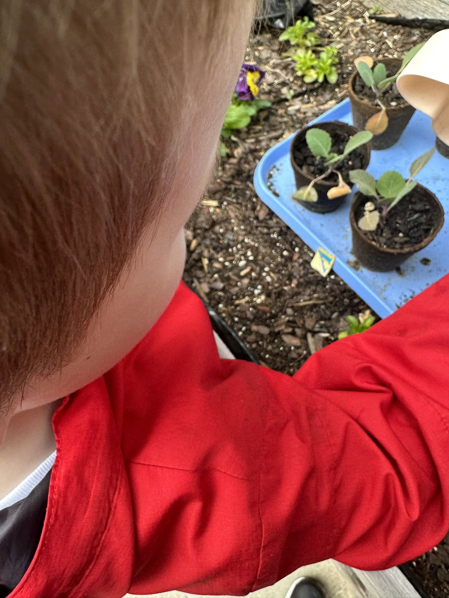 LHEStructuredPK's tweet photo. We were able to collect some rain water last night… not quite as much as we were hoping for. We did use it to water our flowers 🌸💧🌧️♻️ @LHECMES #OnThePrekPlayground #RainCollection #LHECMES https://t.co/fDQ7FToqmj