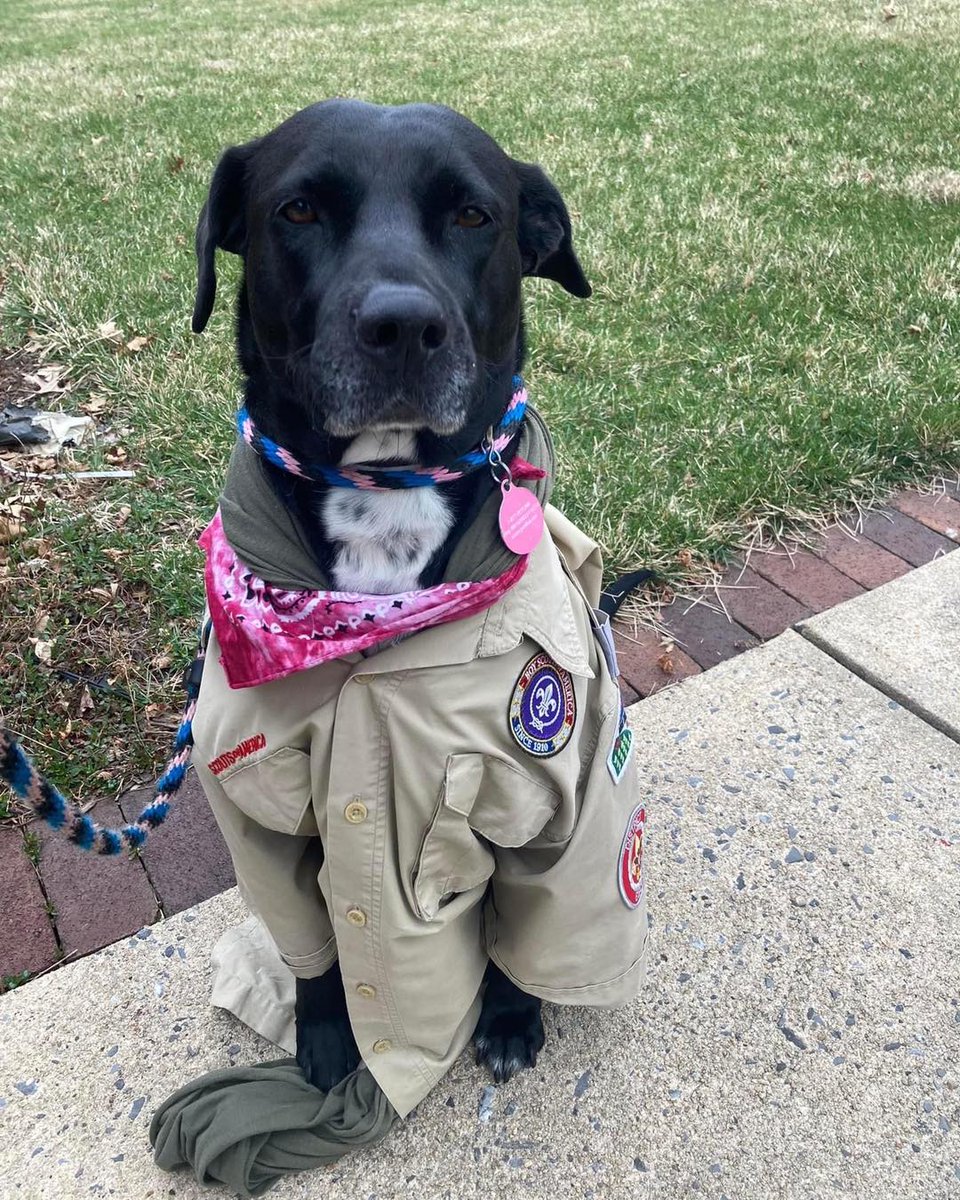 minsitrailsbsa's tweet image. It’s #nationalpuppyday! Our model Piper was more then happy to help us celebrate last year. If you can get your pup in a uniform we’d love to see it #boyscoutsofamerica #scoutsbsa #cubscouts