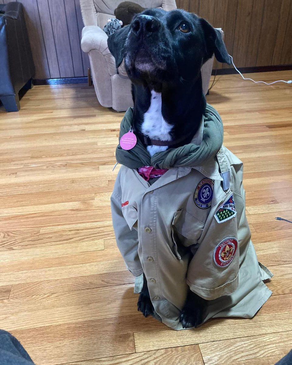 minsitrailsbsa's tweet image. It’s #nationalpuppyday! Our model Piper was more then happy to help us celebrate last year. If you can get your pup in a uniform we’d love to see it #boyscoutsofamerica #scoutsbsa #cubscouts