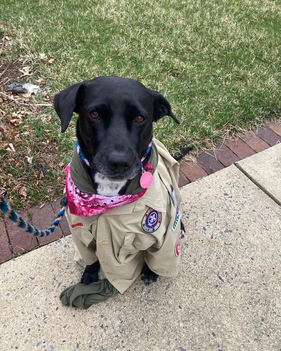 minsitrailsbsa's tweet image. It’s #nationalpuppyday! Our model Piper was more then happy to help us celebrate last year. If you can get your pup in a uniform we’d love to see it #boyscoutsofamerica #scoutsbsa #cubscouts