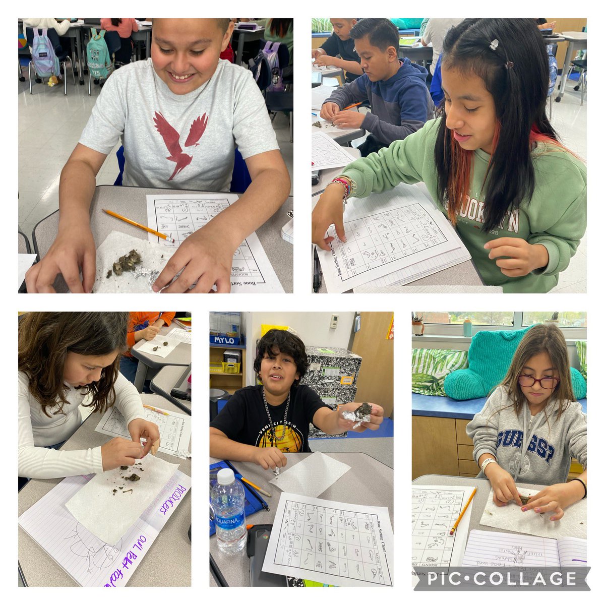 penateach's tweet photo. Late post: Owl pellets day is always an event! We had fun finding out what owls eat to obtain energy while learning about food webs. #ruthes 🦉 https://t.co/D2Vt3Iu2HT