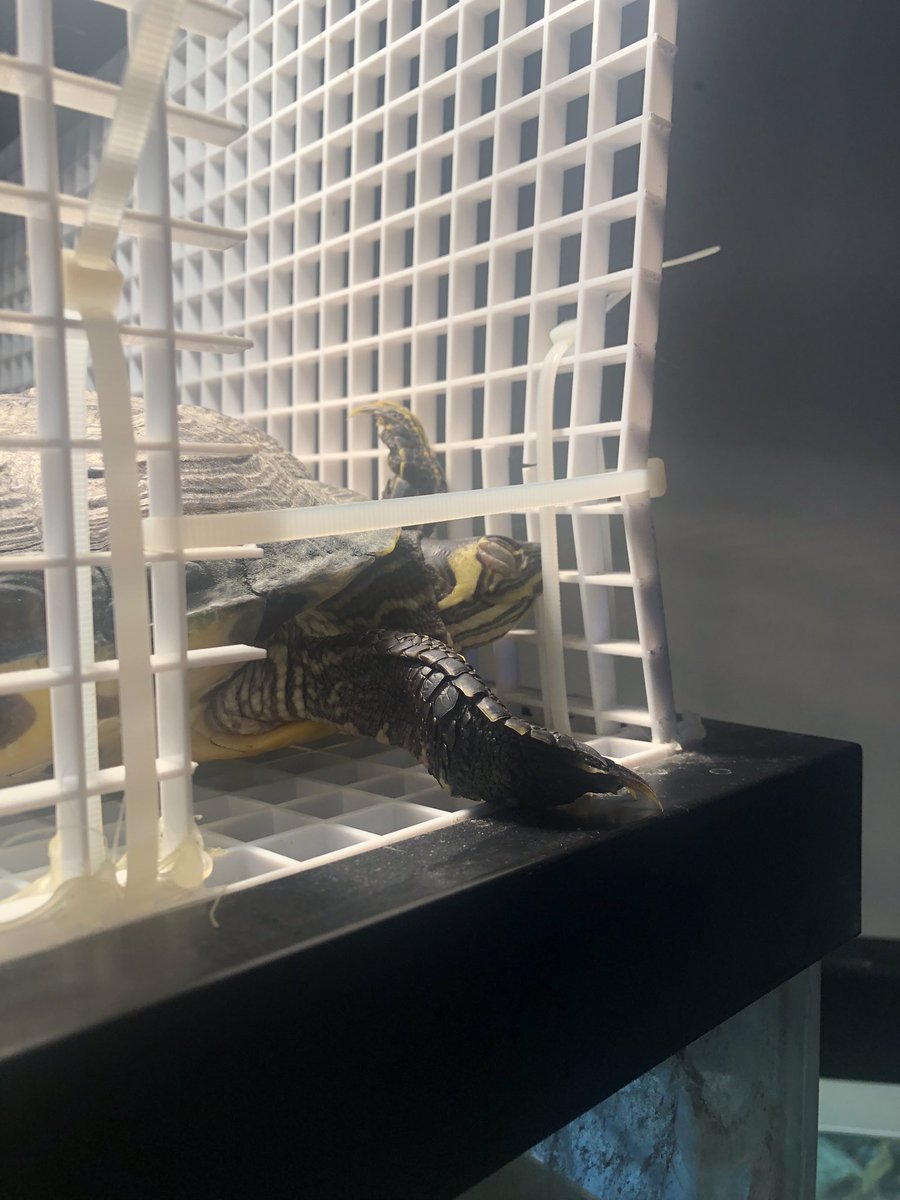 LaciMarieKnight's tweet photo. She was sound asleep then i accidentally woke her up. ๐๐
#TurtlesofTwitter #Shelly https://t.co/sJjka6ftq4