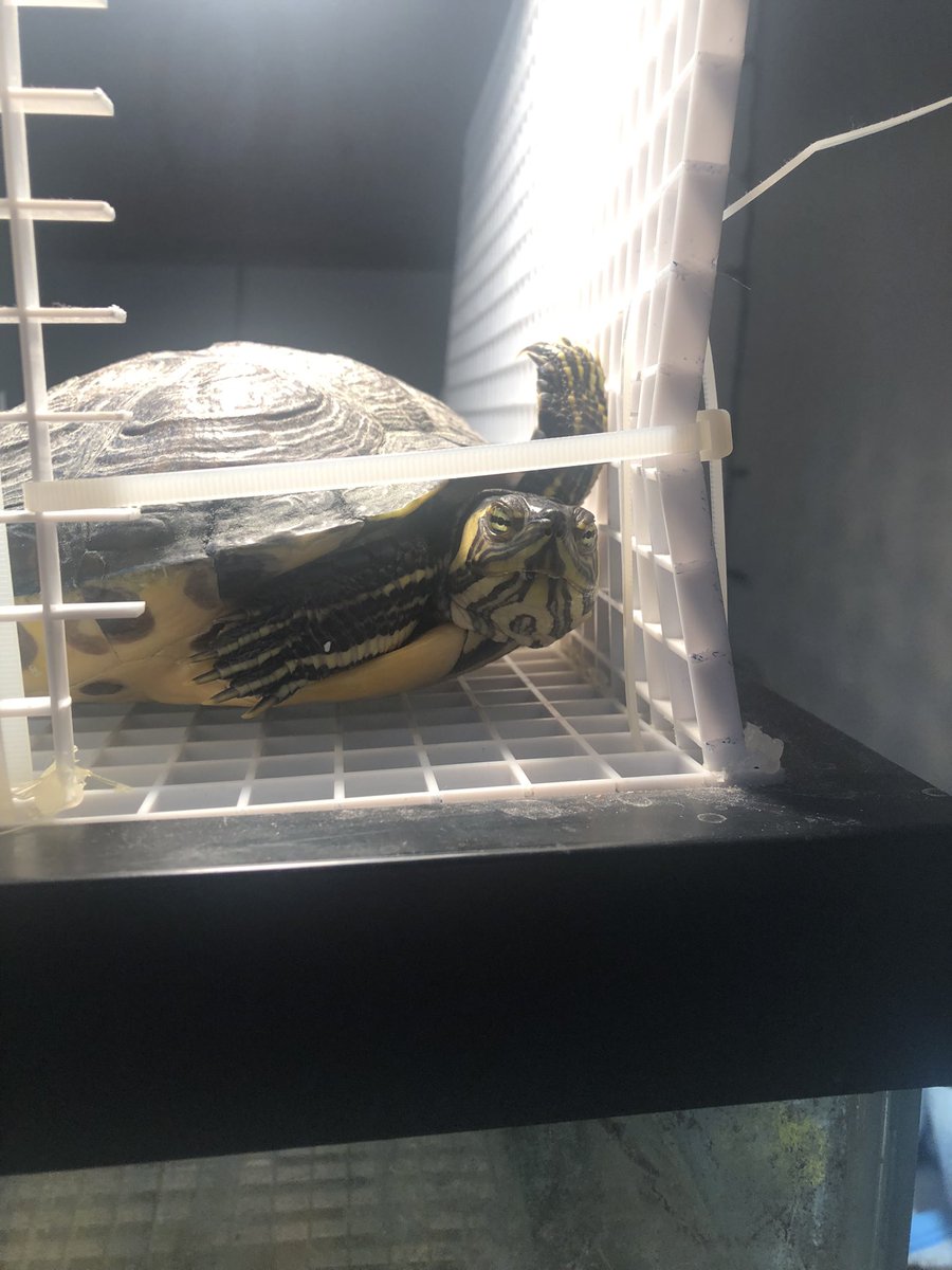 LaciMarieKnight's tweet photo. She was sound asleep then i accidentally woke her up. ๐๐
#TurtlesofTwitter #Shelly https://t.co/sJjka6ftq4