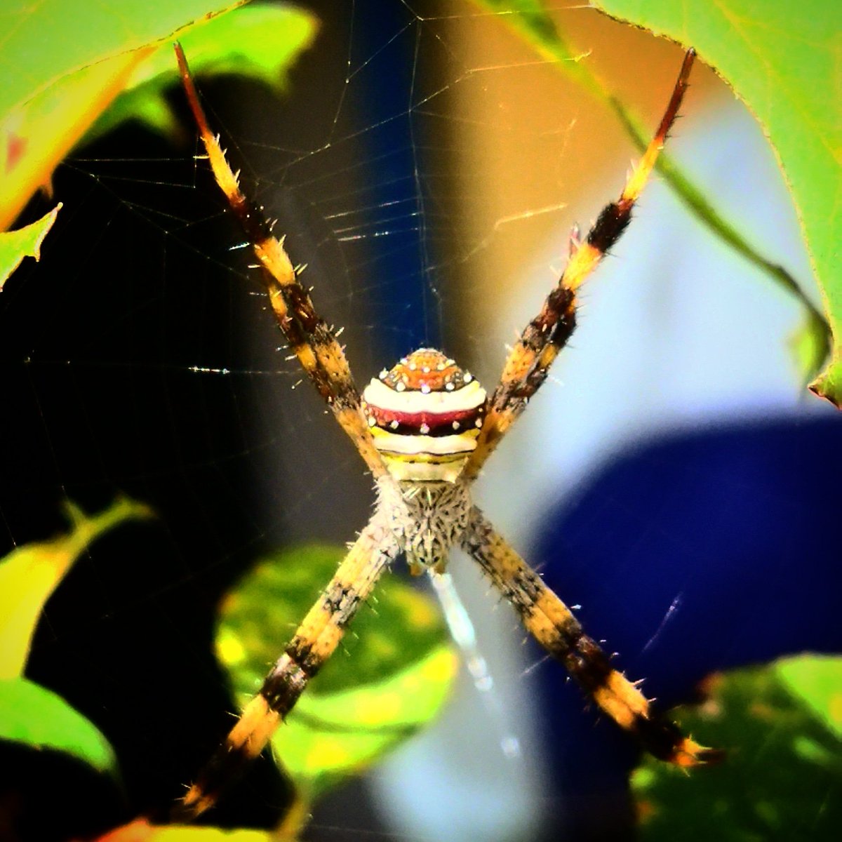 AjaySontu's tweet photo. Spider 
#discovery #history #google #photography #photographer #mobilephotography #myincrediblestory #netgeo #incredibleindia #earth #travel #spider #spiderweb #nature #illusion #biodiversity #nature #tourism #image #life #imagination #magical #koriya #mcb #chhattisgarh #india https://t.co/btCYmxScIo