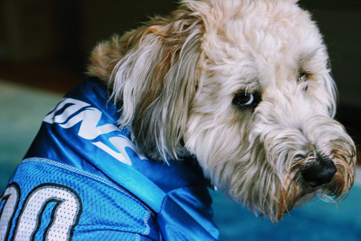 dolanbloom's tweet photo. @Lions @petsuppliesplus Bucky says, in Brad and Dan we trust. Let's turn this ship around! #GoLions #DetroitLions https://t.co/0TWcF9R9cZ