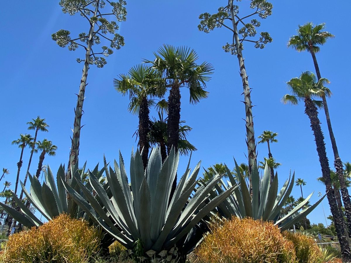 bgci's tweet photo. Cultivate #114 - March 2023 - https://t.co/c3eu7RyhFq
In this issue we celebrate a number of opportunities within the #conservationcommunity, a new #RedList publication, & a new accredited garden. Plus we share additional news from within BGCI and our members. https://t.co/Xh8eMi3ZD7
