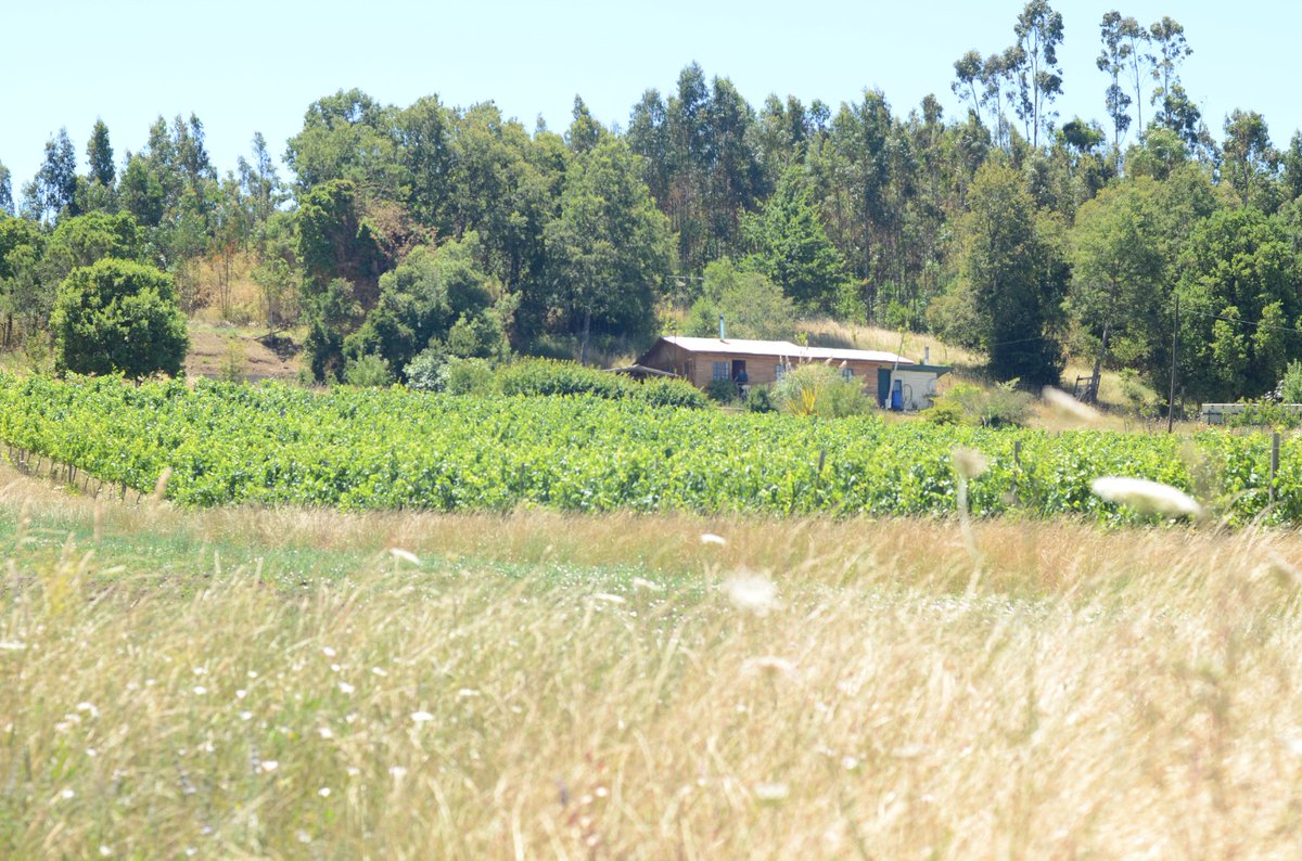 Adaptaclim🌎programa financiado por el <a href="/gorearaucania/">Gobierno de La Araucanía</a> y ejecutado por investigadores de la <a href="/AutonomaTemuco/">Universidad Autónoma | Temuco</a>, se complace en compartir una pincelada del trabajo en la Región con la adaptación del cambio climático sobre el escenario de Agricultura Fam Camp🍇
shorturl.at/alESZ