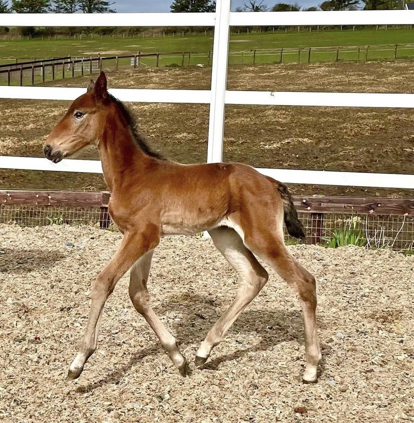 Furiosa72's tweet image. En liten tjej för #DoubleExposure efter #FatherPatrick 😍🥰😍#stallzet