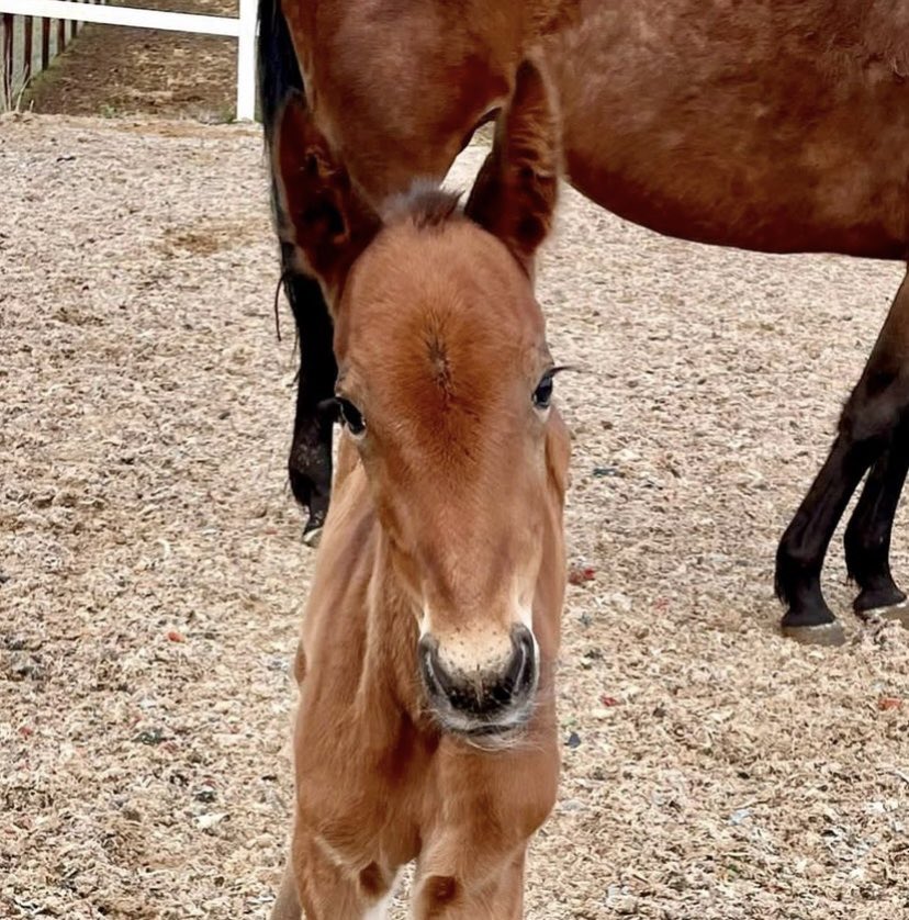 Furiosa72's tweet image. En liten tjej för #DoubleExposure efter #FatherPatrick 😍🥰😍#stallzet