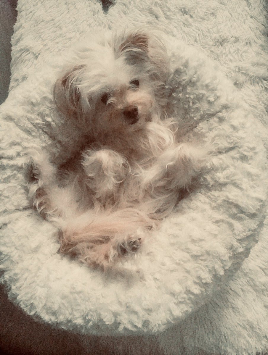 bluemiko's tweet photo. @dog_rates https://t.co/wjVSYUobh8