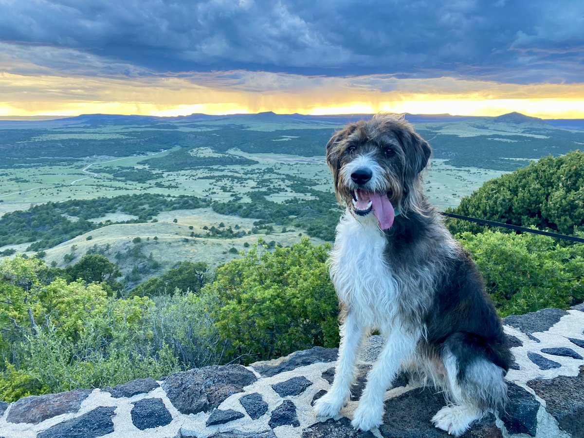 tnuhme's tweet photo. @dog_rates https://t.co/cJPn2ULsxw