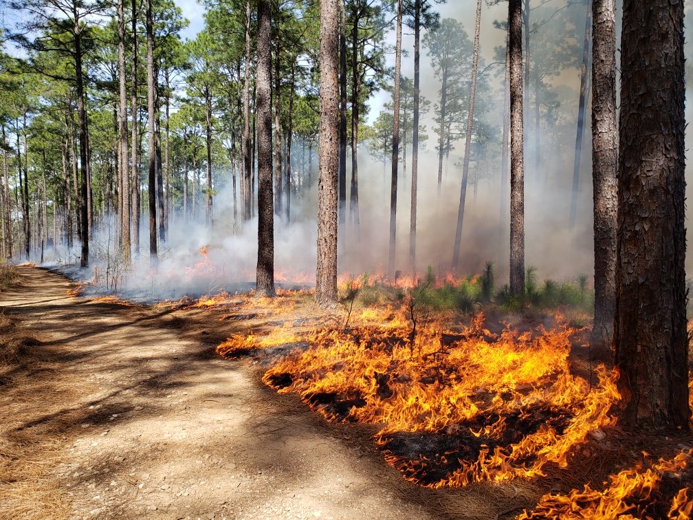 A benefit of prescribed fire is wildfire hazard reduction. By removing some of the fuel (leaves, pine needles and twigs) under controlled conditions, the chances of a damaging wildfire are greatly reduced. #GoodFire #PrescribedFire #KeepingForests #ForestProud #PrescribedBurn