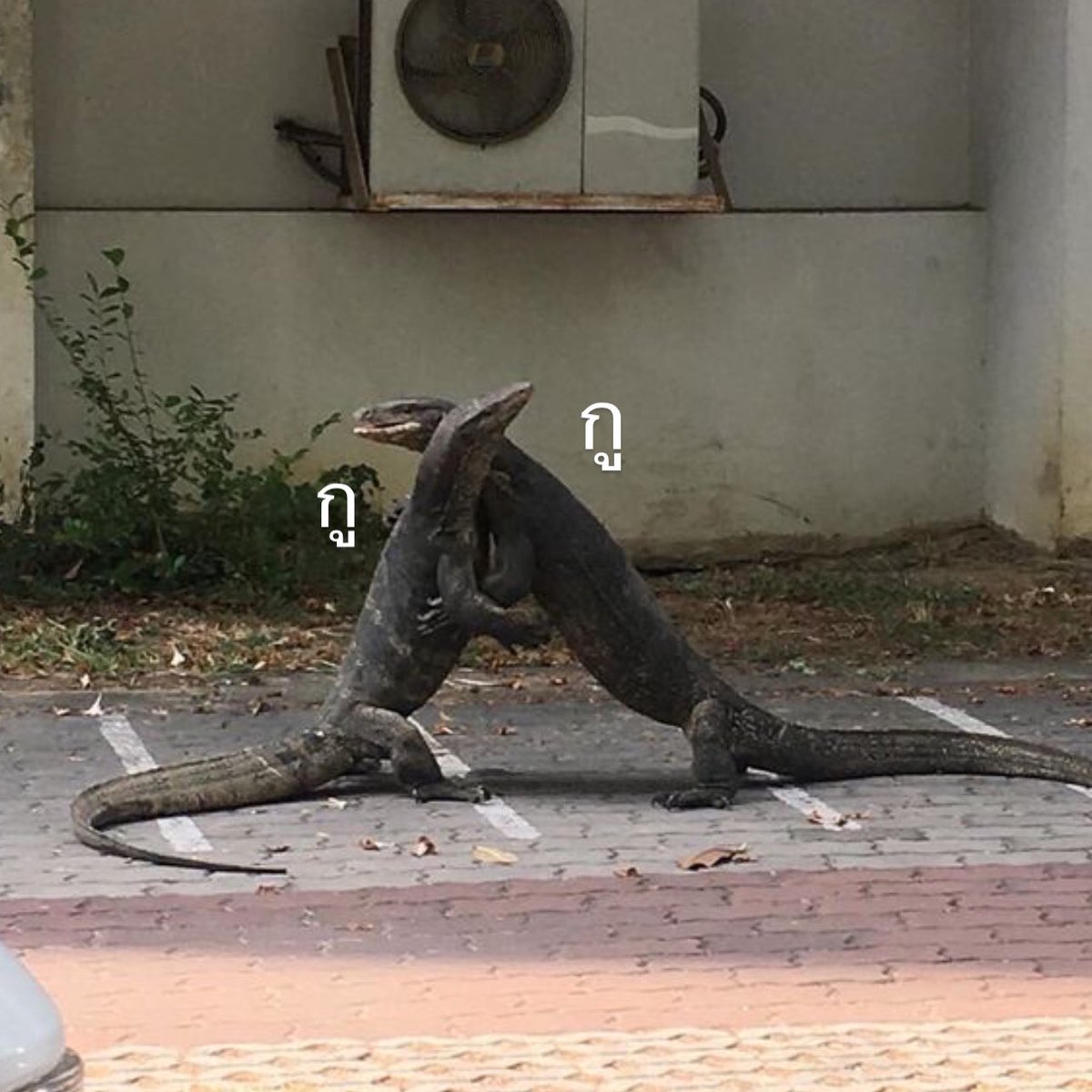 กูที่ได้แต่กอดตัวเอง