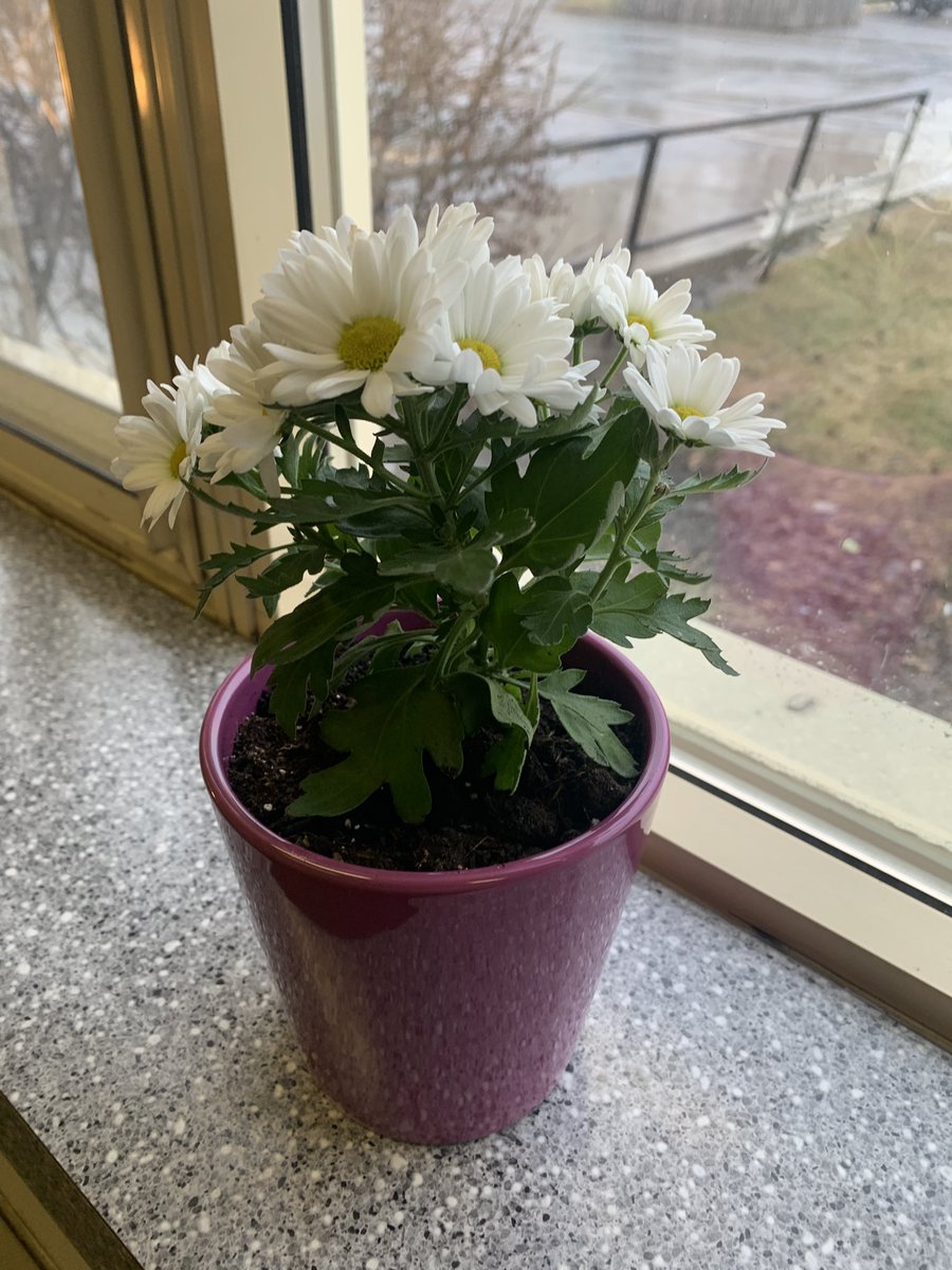HealeyHeather's tweet photo. When the day starts with this on your desk…❤️Thank you, mystery friend! #daisyaddict #Godflower #blessed @alcdsb_rosa https://t.co/LGBM3zpaOM