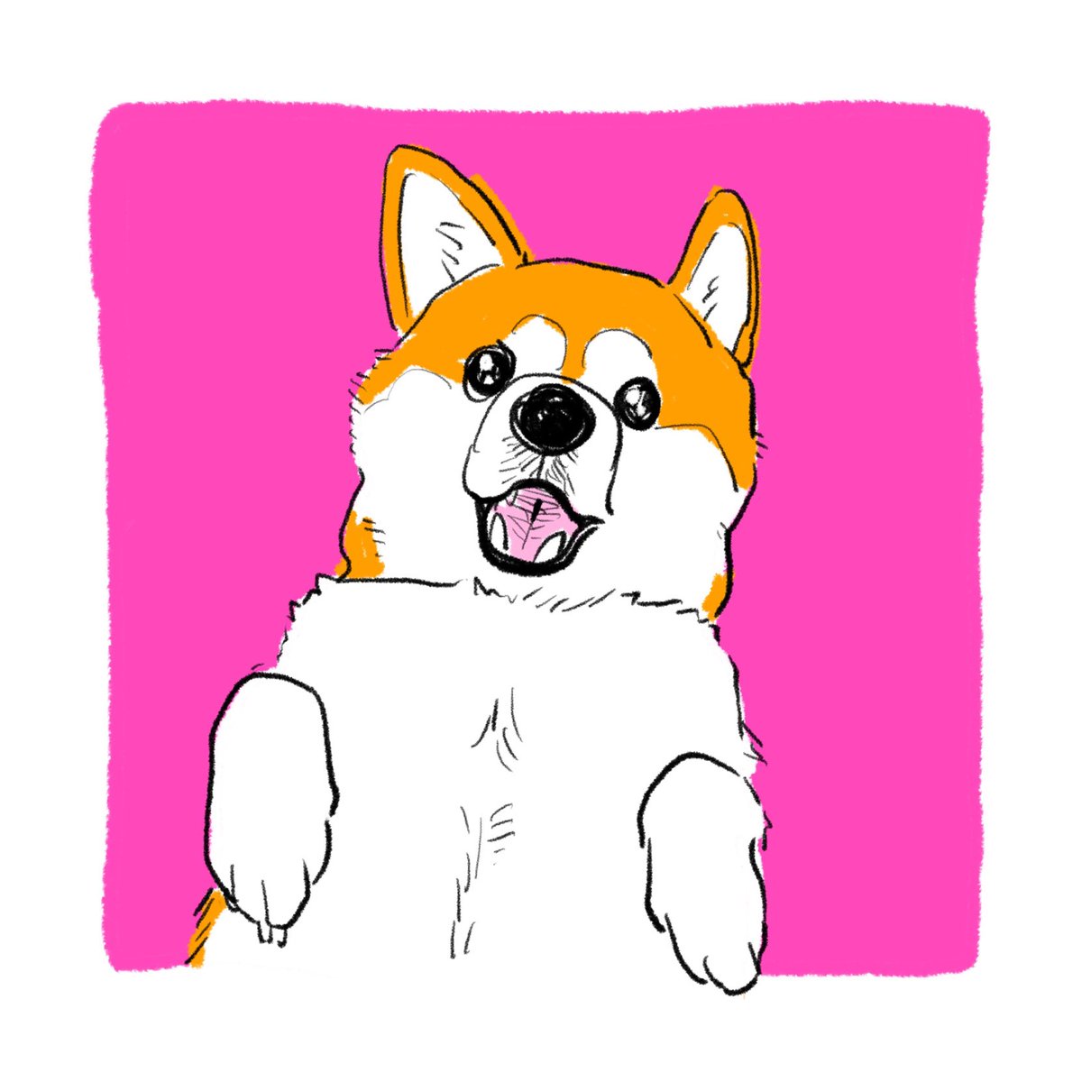 dog animal focus no humans shiba inu pink background simple background tongue  illustration images
