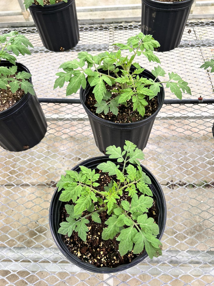 even after 4 years of growing tomatoes I still get excited waiting for the first flowers to form 🤩