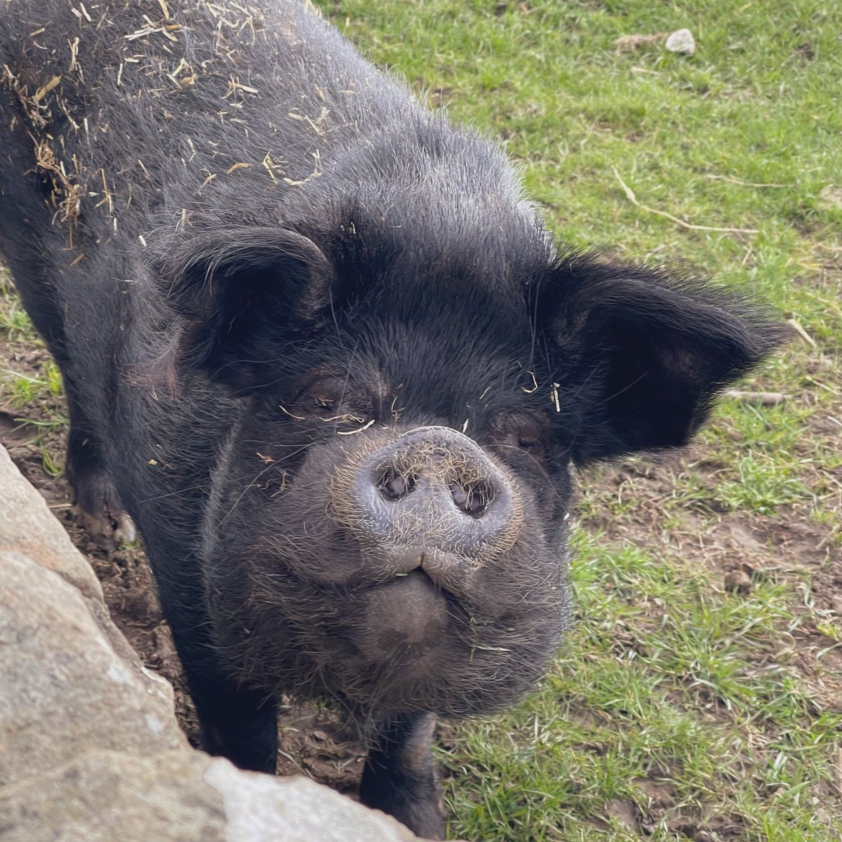 robsonandcowan's tweet photo. You never know who, or what is going to greet you while out delivering in #northumberland
@euronics_UK #ShopLocal #LargeBlack https://t.co/eNxxJNGwNW