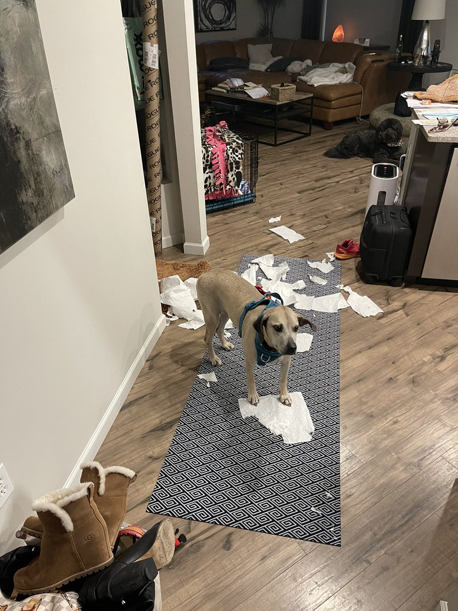 molsjames's tweet photo. It’s national puppy day! 🎉
This is how we celebrated this morning (she’s not the guilty one!)
#GeorgiaMae #SullySullivanJames #CooperJames https://t.co/m2WdWL2dlX
