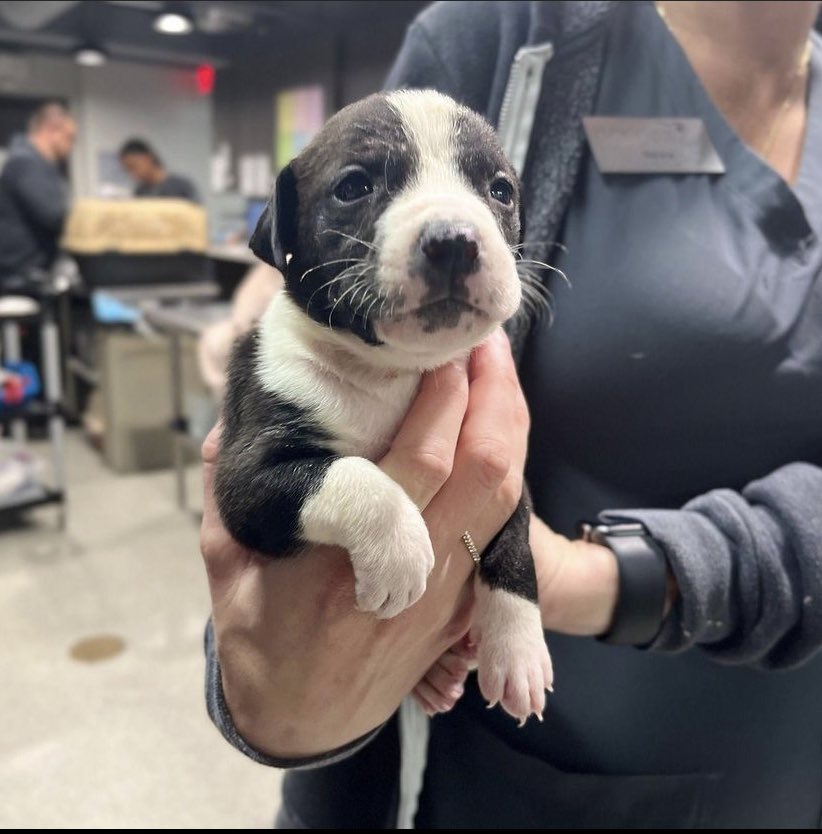 LydiaHargan's tweet photo. This poor guy was found behind a grocery store🥺 Come visit and adopt this adorable pup @HumaneTampaBay  #HerlihyEME4390S23 https://t.co/87xUGspECu