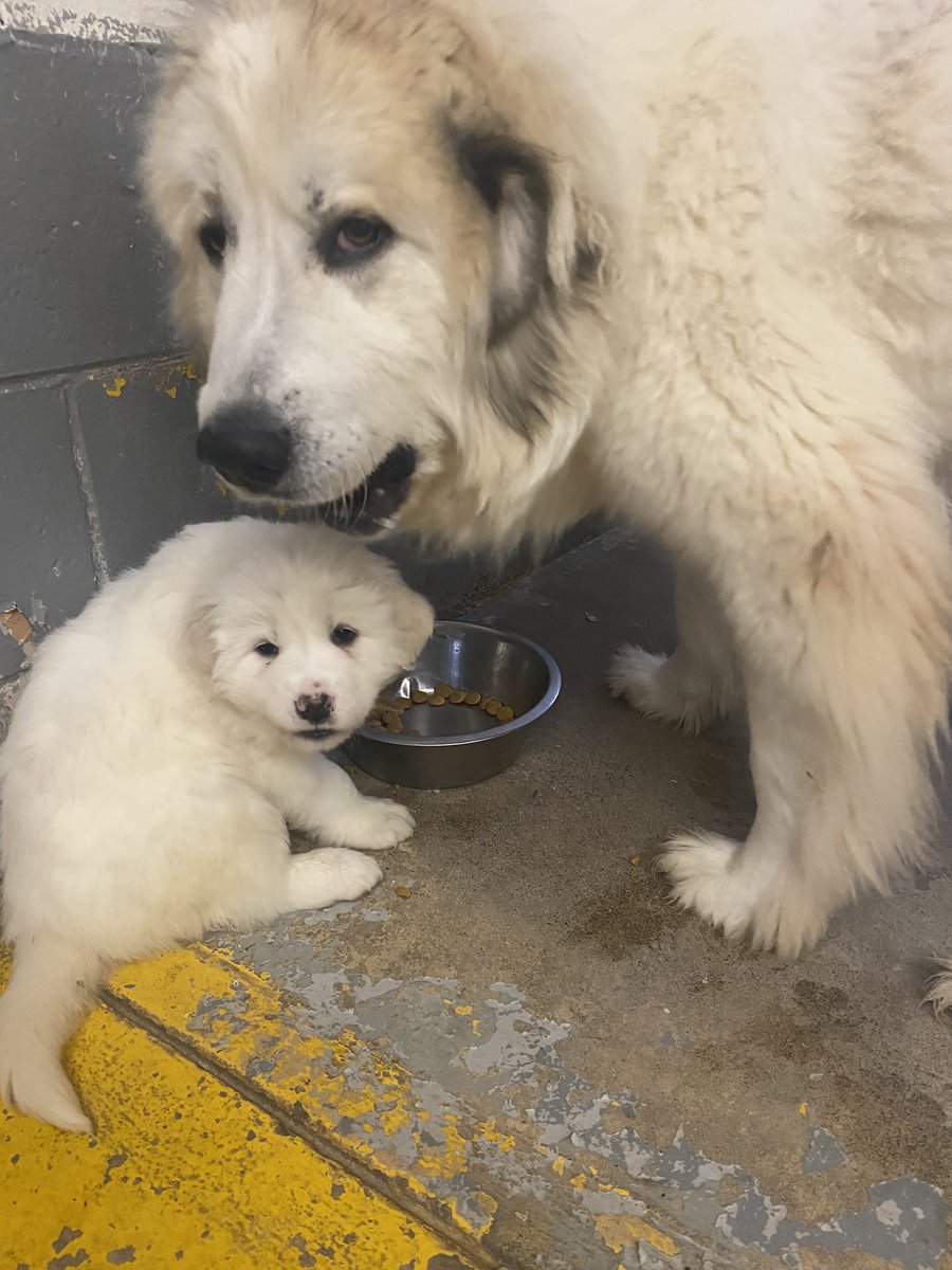 Emily_T's tweet photo. @ontariotech_u @LMalloy Mama Storm and her baby Whiteout sharing breakfast. Both are Great Pyrenees livestock guardian dogs. https://t.co/UEvsZpLc00