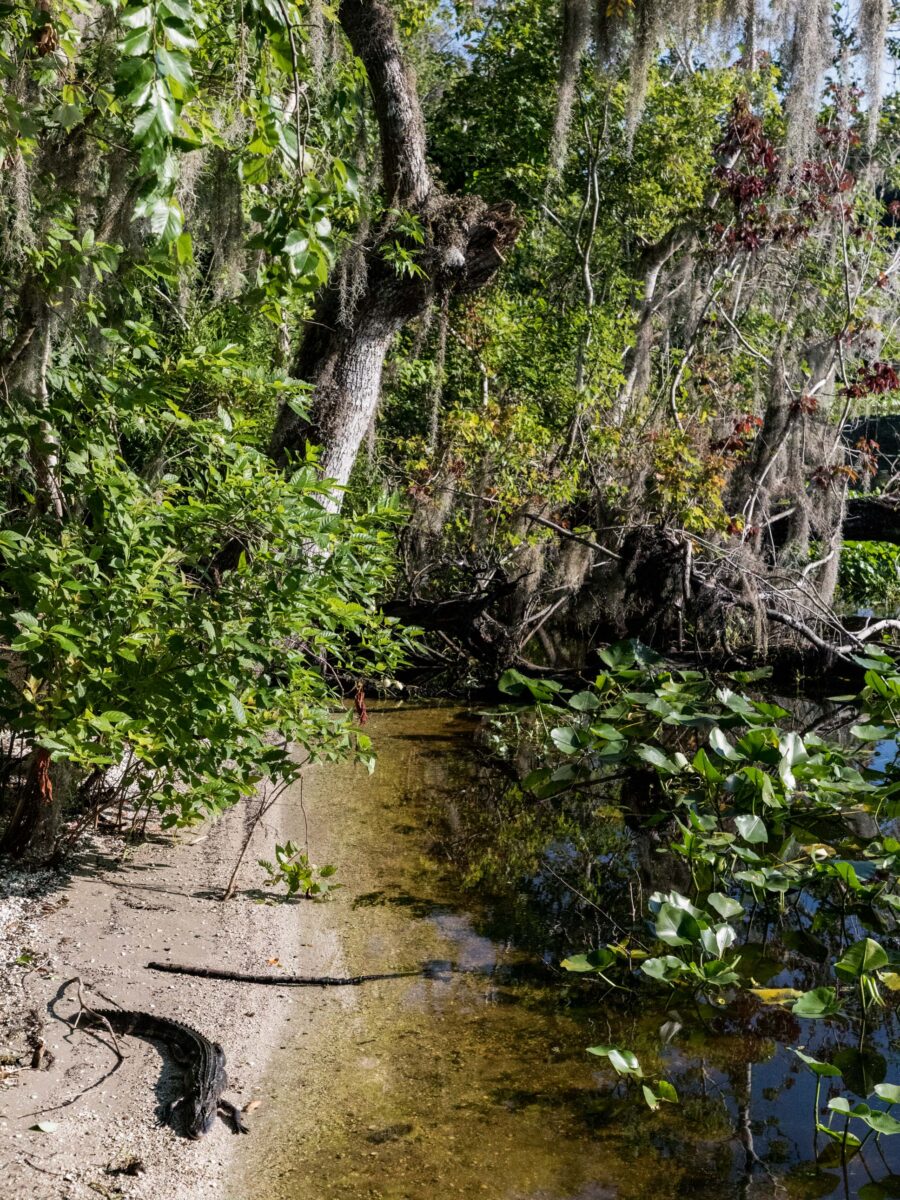 gardenandgun's tweet photo. The most active season for alligators is approaching, stay safe with these common-sense tips—including what to do if the worst happens: https://t.co/YFA045KvIN https://t.co/kSnHuwlP6t