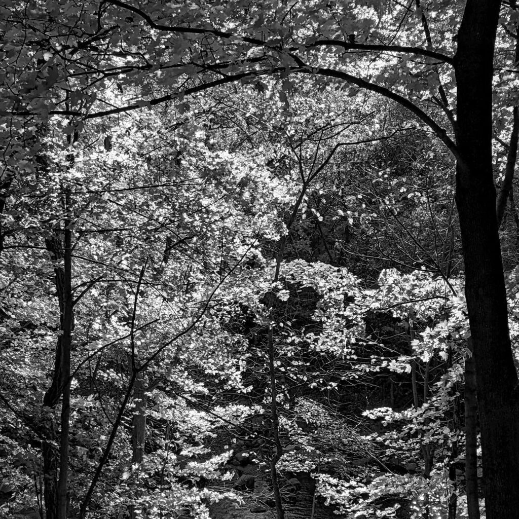 LiveFromGround's tweet image. Waiting for the warmth of summer. #outside #trees #sunlight #forest #bw #monochrome #vt #snapshot #latergram instagr.am/p/CqIqMB_OQ4G/