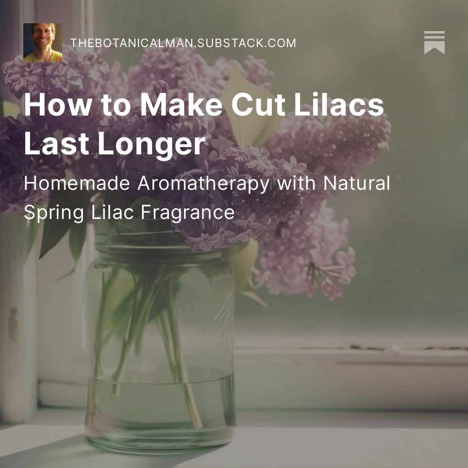 thebotanicalman's tweet image. How to make #cutflowers last longer.  Tips for Lilacs will work to help any flowers last longer!

thebotanicalman.substack.com/p/how-to-make-…

#botanicaltips #flowertips #lilacs