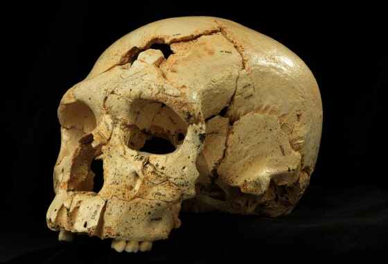 BioFunFact's tweet photo. Did you know that DNA can store information for thousands of years? Scientists have extracted DNA from the bones of extinct animals, such as mammoths, and even from ancient human remains. #Biofunfact #DNAstorage #Bioinformatics https://t.co/DCNyovx6cD